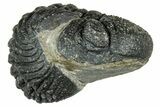 Long, Curled Morocops Trilobite - Morocco #323507-2